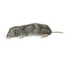 American short-tailed shrew httpsnaturalhistorysiedumnathumbnailsimage