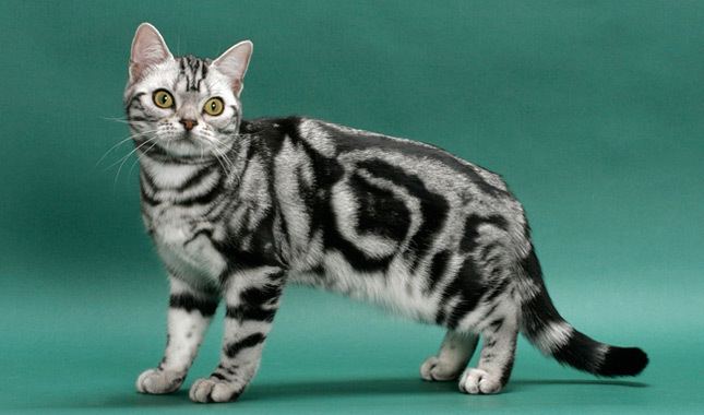 American Shorthair American Shorthair Cat Breed Information