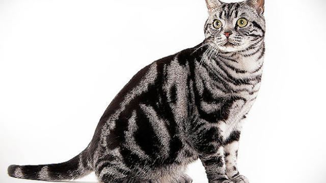 American Shorthair American Shorthair Cats 101 Animal Planet