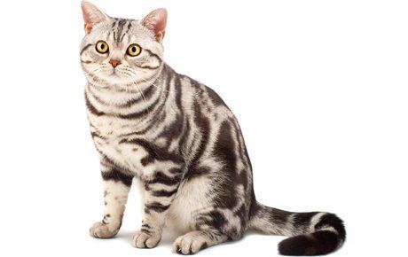 American Shorthair American Shorthair Cat Breed Information Pictures Characteristics