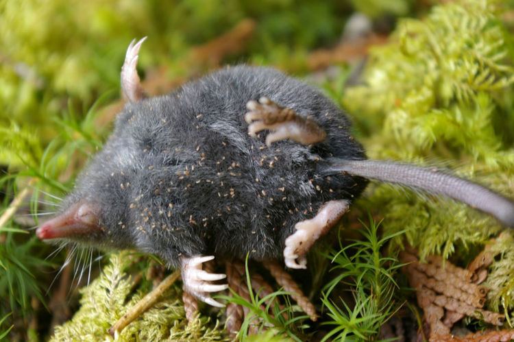 American shrew mole American Shrewmole Neurotrichus gibbsii iNaturalistorg