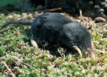 American shrew mole httpsuploadwikimediaorgwikipediacommonsthu