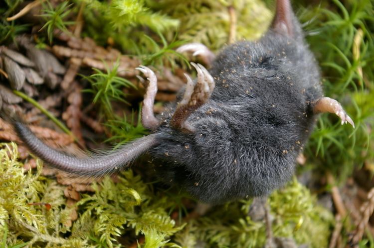 American shrew mole FileAmerican Shrewmole Neurotrichus gibbsiijpg Wikimedia Commons