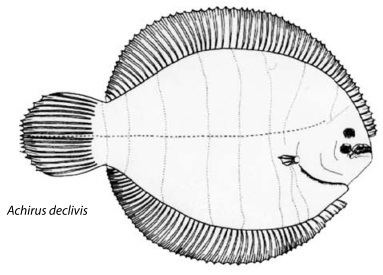 American sole Achiridae lenguados suelas