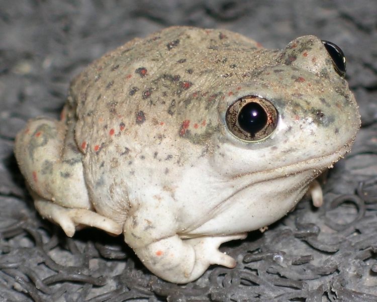 American spadefoot toad New Mexico spadefoot toad Wikipedia
