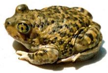 American spadefoot toad amphibiaweborglistsfaminfoimagesscaphiopodida