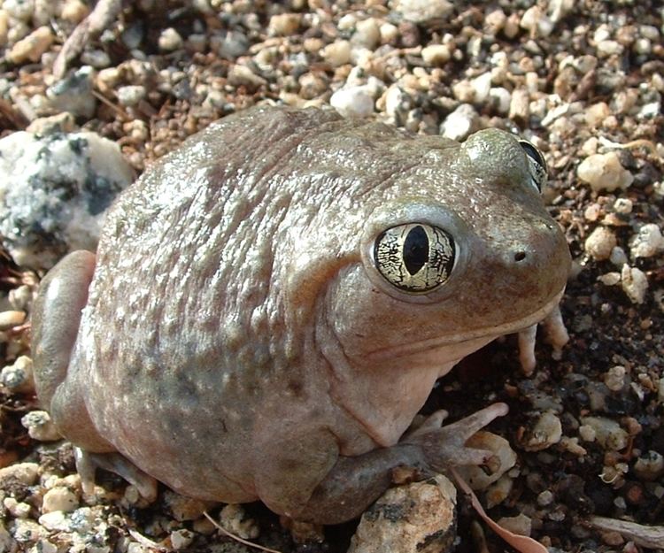 American spadefoot toad American spadefoot toad Wikipedia