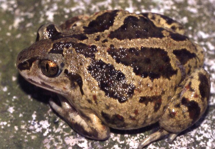 American spadefoot toad American spadefoot toad Wikiwand