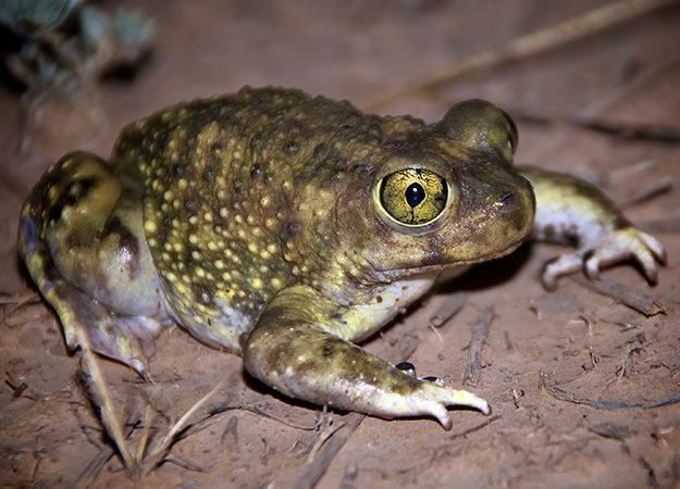 American spadefoot toad Spadefoot Toad North America Discovery