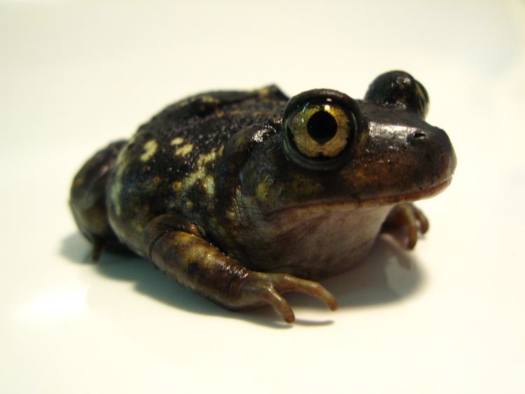 American spadefoot toad FileAmerican Eastern Spadefoot ToadJPG Wikimedia Commons