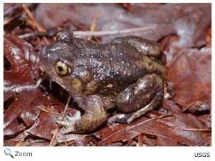 American spadefoot toad Scaphiopodidae American spadefoot toads Wildlife Journal Junior