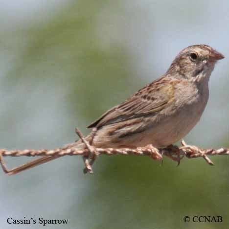 American sparrow Sparrows North American Birds Birds of North America