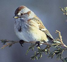 American sparrow httpsuploadwikimediaorgwikipediacommonsthu