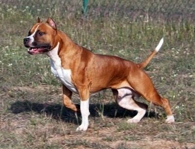 American Staffordshire Terrier American Staffordshire Terrier Dog Breed Information and Pictures