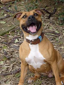 American Staffordshire Terrier httpsuploadwikimediaorgwikipediacommonsthu