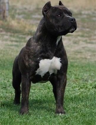 American Staffordshire Terrier American Staffordshire Terrier Dog Breed Information and Pictures