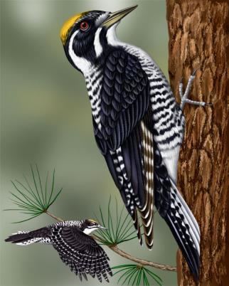 American three-toed woodpecker American Threetoed Woodpecker Whatbirdcom
