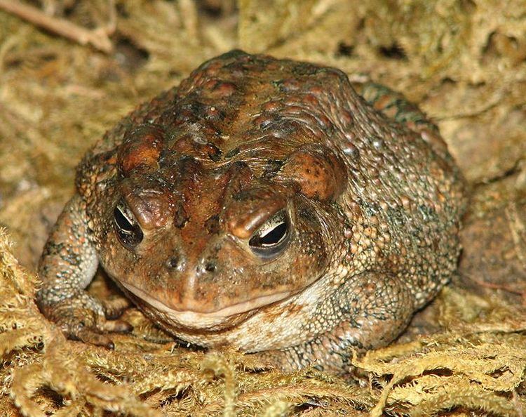 American toad American Toad Bufo americanus NatureWorks