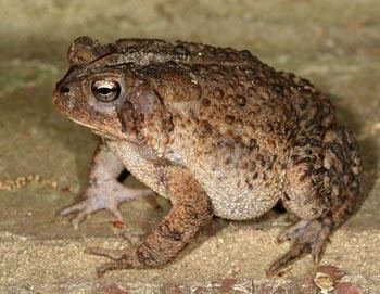 American toad American Toad The Animal Files