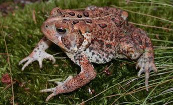 American toad srelherpugaeduanuranspicsbufame210jpg