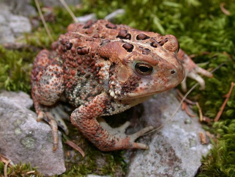 American toad American Toad Chattahoochee River National Recreation Area US