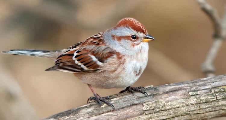 Image result for American tree sparrow