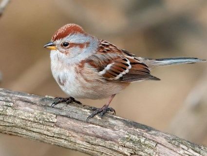 American tree sparrow httpswwwallaboutbirdsorgguidePHOTOLARGEam