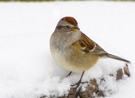 American tree sparrow American Tree Sparrow Life History All About Birds Cornell Lab