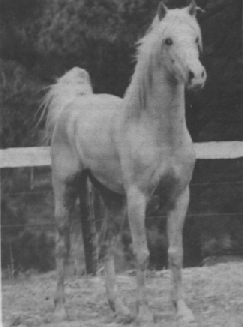 American Walking Pony Breeds of Livestock American Walking Pony Breeds of Livestock