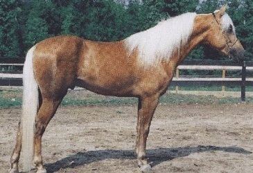 American Walking Pony American Walking Pony Info Origin History Pictures Horse Breeds