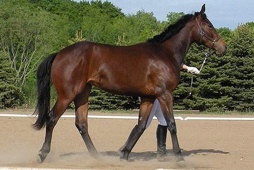 American Warmblood The world Horses and World on Pinterest