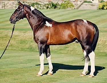 American Warmblood 1000 images about American Warmblood Horse on Pinterest Oldenburg