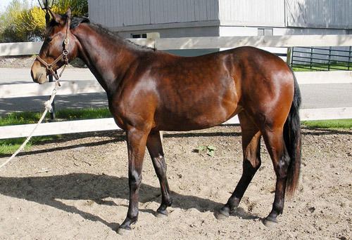 American Warmblood American Warmblood Breed of the Week The Equinest