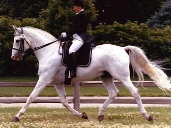 American Warmblood Horse Breeds