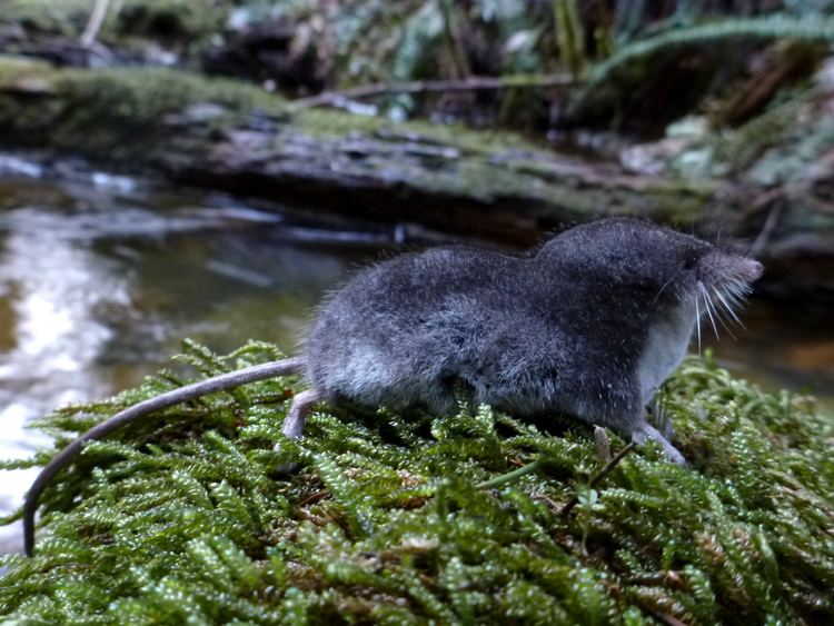 American water shrew Pacific Water Shrew Species at Risk South Coast British Columbia