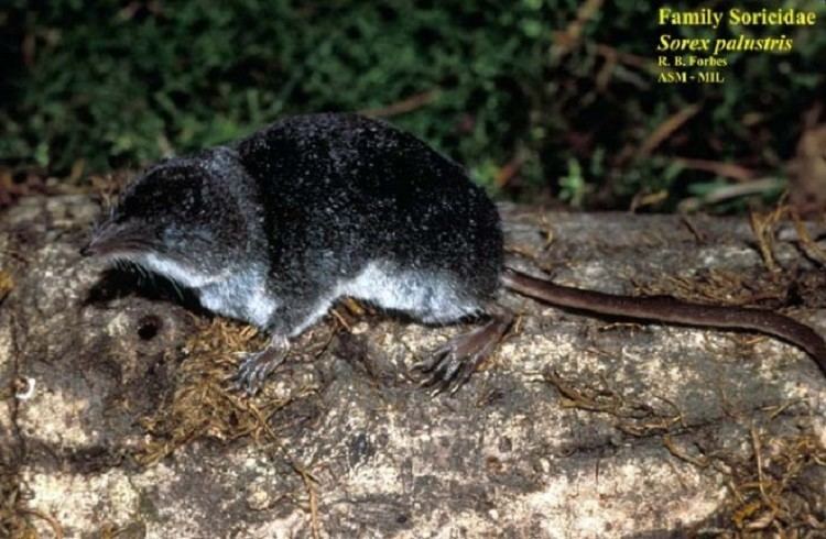 American water shrew Tennessee Watchable Wildlife American Water Shrew