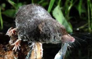 American water shrew Sorex palustris quotAmerican Water Shrewquot Shrews Pinterest Water