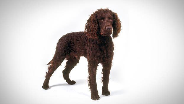 American Water Spaniel American Water Spaniel Dog Breed Selector Animal Planet