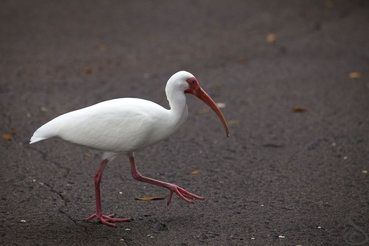 American white ibis FileAmerican White Ibisjpg Wikimedia Commons