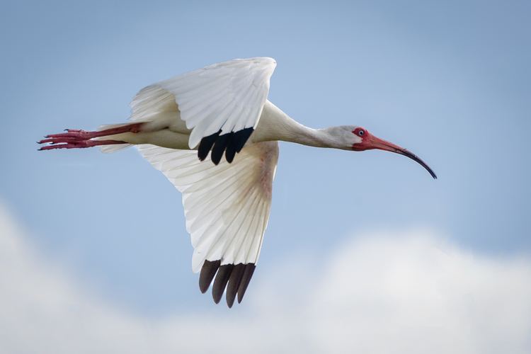American white ibis American White Ibis
