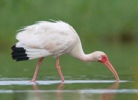 American white ibis White Ibis Identification All About Birds Cornell Lab of Ornithology