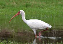 American white ibis httpsuploadwikimediaorgwikipediacommonsthu