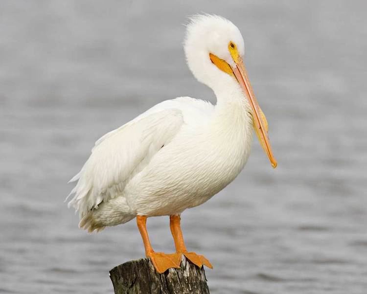 American white pelican d2fbmjy3x0sduacloudfrontnetsitesdefaultfiles