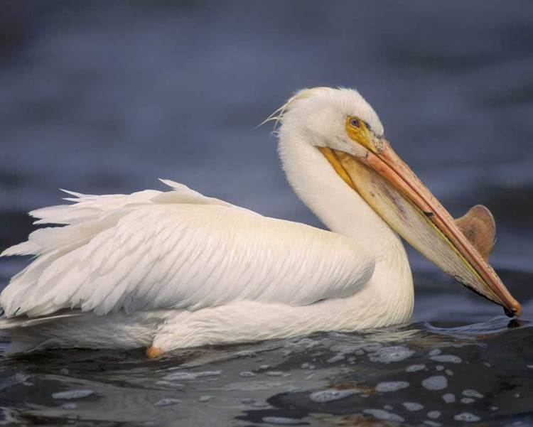American white pelican American White Pelican Audubon Field Guide