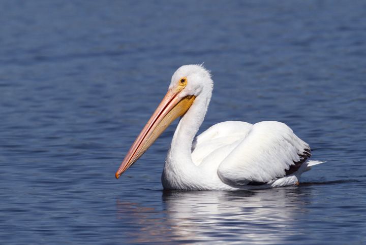 American white pelican Bill Hubick Photography American White Pelican Pelecanus