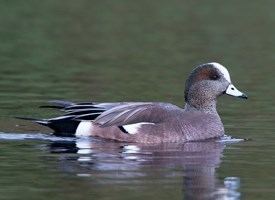 American wigeon American Wigeon Identification All About Birds Cornell Lab of