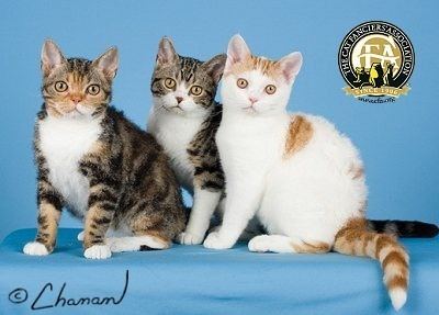 American Wirehair Breed Profile The American Wirehair