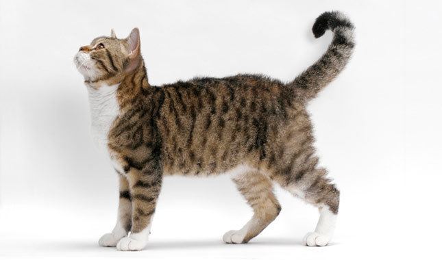 American Wirehair American Wirehair Purrfect Cat Breeds