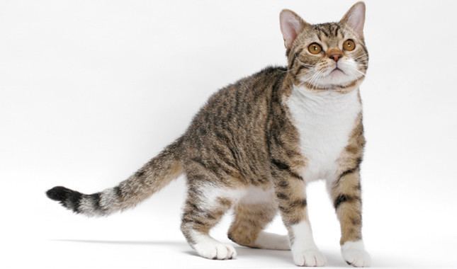 American Wirehair American Wirehair Cat Breed Information