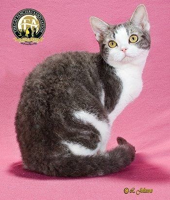 American Wirehair Breed Profile The American Wirehair